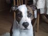 Amerikanischer Pit-Bullterrier Hund