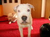 Amerikanischer Pit-Bullterrier Foto: Unser tauber Dooley (ID 30490) Amerikanischer Pit-Bullterrier Hund