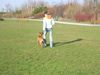 Amerikanischer Pit-Bullterrier Foto: Ida beim Training (ID 19994) Amerikanischer Pit-Bullterrier Hund
