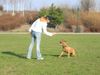 Amerikanischer Pit-Bullterrier Foto: Ida beim Training (ID 19995) Amerikanischer Pit-Bullterrier Hund