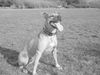 Amerikanischer Pit-Bullterrier Foto: Ida 1Jahr 8 Monate (ID 20714) Amerikanischer Pit-Bullterrier Hund