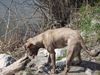 Amerikanischer Pit-Bullterrier Foto: Sira: GEIL........ ein Stock (ID 32066) Amerikanischer Pit-Bullterrier Hund