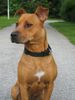 Amerikanischer Pit-Bullterrier Foto: Bin ich nicht schön ?? (ID 12243) Amerikanischer Pit-Bullterrier Hund