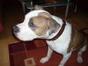 Amerikanischer Pit-Bullterrier Foto: Ich bin (ID 32311) Amerikanischer Pit-Bullterrier Hund