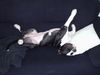 Amerikanischer Pit-Bullterrier Foto: das ist ein (ID 20560) Amerikanischer Pit-Bullterrier Hund