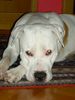 Amerikanischer Pit-Bullterrier Foto: Hallo ich bin `Isaac´ und suche eine Freundin! (ID 13230) Amerikanischer Pit-Bullterrier Hund