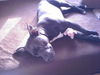 Amerikanischer Pit-Bullterrier Foto: Diabolo und sein Glücksschweinchen.... (ID 31452) Amerikanischer Pit-Bullterrier Hund