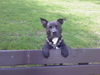 Amerikanischer Pit-Bullterrier Foto: guckguck....... (ID 31451) Amerikanischer Pit-Bullterrier Hund