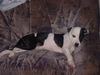 Amerikanischer Pit-Bullterrier Foto: Tequilla´s Sofa!!! (ID 6123) Amerikanischer Pit-Bullterrier Hund