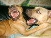 Amerikanischer Pit-Bullterrier Foto: FRÜSSE im spiel von SHY u. STORM (ID 33881) Amerikanischer Pit-Bullterrier Hund
