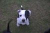 Amerikanischer Pit-Bullterrier Foto: Tequilla mit 8 Wochen (ID 6122) Amerikanischer Pit-Bullterrier Hund