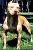 Amerikanischer Pit-Bullterrier Foto: Pitbull (ID 1229) Amerikanischer Pit-Bullterrier Hund