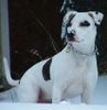 Amerikanischer Pit-Bullterrier Foto: Nikita im Schnee (ID 8009) Amerikanischer Pit-Bullterrier Hund