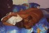Amerikanischer Pit-Bullterrier Foto: Ein Pit/staffbaby und ein boxer beim kuscheln (ID 16777) Amerikanischer Pit-Bullterrier Hund