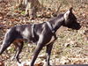 Amerikanischer Pit-Bullterrier Foto: stolze lilou !!! (ID 30673) Amerikanischer Pit-Bullterrier Hund