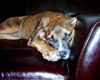 Amerikanischer Pit-Bullterrier Foto: so gemütlich diese sofa (ID 30085) Amerikanischer Pit-Bullterrier Hund