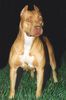 Amerikanischer Pit-Bullterrier Foto: Pitbull (ID 1269) Amerikanischer Pit-Bullterrier Hund
