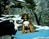 Amerikanischer Pit-Bullterrier Foto: herrlich diese sonne, und das im januar! (ID 30086) Amerikanischer Pit-Bullterrier Hund