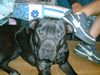 Amerikanischer Pit-Bullterrier Foto: ah liaber hund er ist sehr freundlich zu klein kinder so (ID 3604) Amerikanischer Pit-Bullterrier Hund