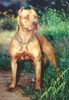 Amerikanischer Pit-Bullterrier Foto: Pitbull (ID 1233) Amerikanischer Pit-Bullterrier Hund