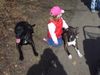Amerikanischer Pit-Bullterrier Foto: ich mag kinder super gerne, und möchte sie nicht mehr missen (ID 20210) Amerikanischer Pit-Bullterrier Hund
