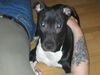 Amerikanischer Pit-Bullterrier Foto: RANGO UND HERRCHEN BEIM KUSCHELN (ID 9850) Amerikanischer Pit-Bullterrier Hund