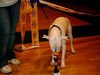 Amerikanischer Pit-Bullterrier Foto: Ich bin ein Star! (ID 16119) Amerikanischer Pit-Bullterrier Hund