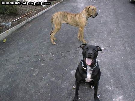 Amerikanischer Pit-Bullterrier Hunde Foto 8503 Amerikanischer Pit-Bullterrier Mein hund \\