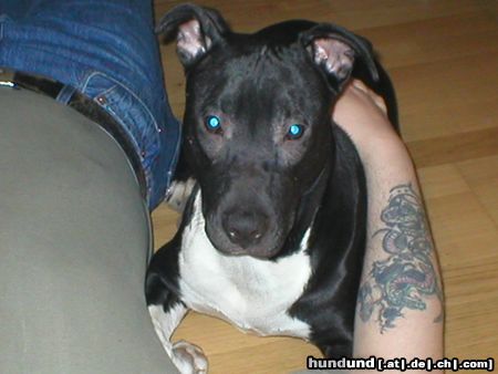 Amerikanischer Pit-Bullterrier Hunde Foto 9850 Amerikanischer Pit-Bullterrier RANGO UND HERRCHEN BEIM KUSCHELN