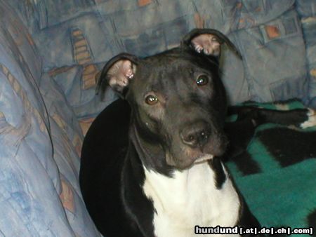 Amerikanischer Pit-Bullterrier Hunde Foto 9847 Amerikanischer Pit-Bullterrier RANGO