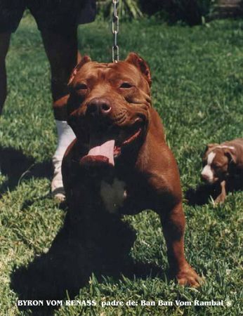 Amerikanischer Pit-Bullterrier Hunde Foto 1674 Amerikanischer Pit-Bullterrier meinem onkel gehört dieser schöne pitbull