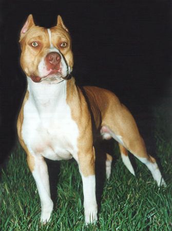 Amerikanischer Pit-Bullterrier Hunde Foto 1270 Amerikanischer Pit-Bullterrier Pitbull