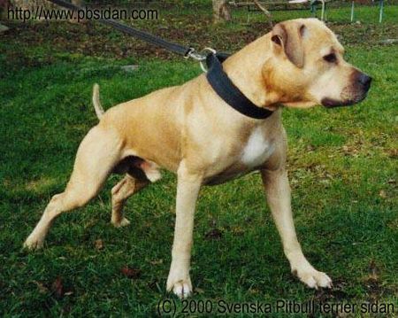 Amerikanischer Pit-Bullterrier Hunde Foto 1234 Amerikanischer Pit-Bullterrier