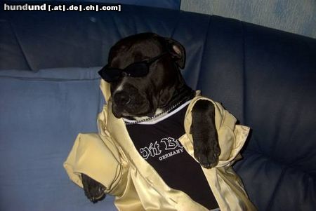Amerikanischer Pit-Bullterrier Hunde Foto 6127 Amerikanischer Pit-Bullterrier Bin ich nun cool oder was ???