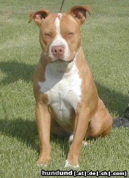 Amerikanischer Pit-Bullterrier Hunde Foto 23359 in höherer Auflösung ansehen Amerikanischer Pit-Bullterrier Scooby