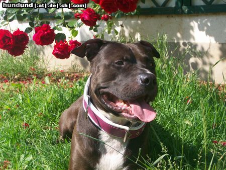 Amerikanischer Pit-Bullterrier Shadow