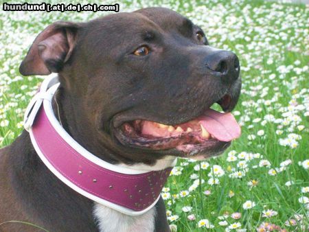 Amerikanischer Pit-Bullterrier Shadow unser Supermodel