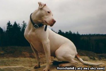 Amerikanischer Pit-Bullterrier Hunde Foto 14861 in höherer Auflösung ansehen Amerikanischer Pit-Bullterrier Tyron