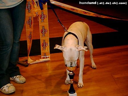 Amerikanischer Pit-Bullterrier Hunde Foto 16119 Amerikanischer Pit-Bullterrier Ich bin ein Star!