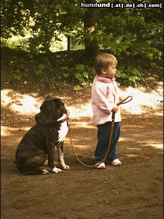 Amerikanischer Pit-Bullterrier Hunde Foto 20411 Amerikanischer Pit-Bullterrier