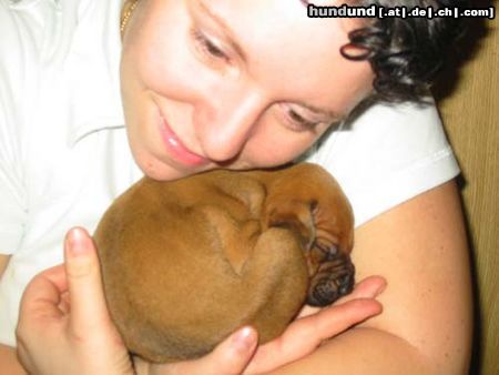 Amerikanischer Pit-Bullterrier Hunde Foto 6115 Amerikanischer Pit-Bullterrier Wir sind Pitbull Welpen und 3wochen Alt