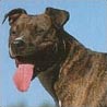 American Staffordshire Terrier