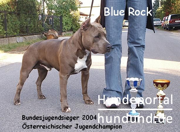 23+ American Staffordshire Blue