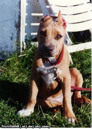 American Staffordshire Terrier Hunde Foto 8560 American Staffordshire Terrier Bakaroro end Itubori Yunna Nika