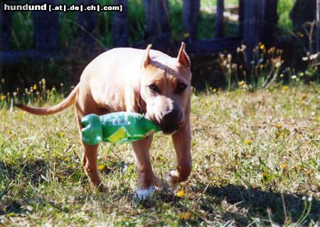 American Staffordshire Terrier Hunde Foto 8561 American Staffordshire Terrier Bakaroro end Itubori Yunna Nika