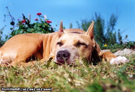American Staffordshire Terrier Hunde Foto 8562 American Staffordshire Terrier Bakaroro end Itubori Yunna Nika