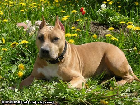 American Staffordshire Terrier Hunde Foto 11694 American Staffordshire Terrier
