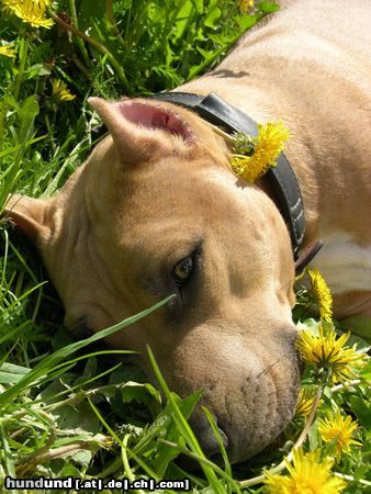 American Staffordshire Terrier Hunde Foto 11695 American Staffordshire Terrier