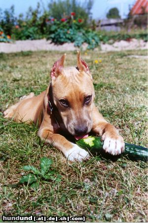 American Staffordshire Terrier