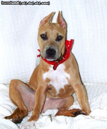 American Staffordshire Terrier Hunde Foto 8580 American Staffordshire Terrier Bakaroro end Itubori Yunna Nika